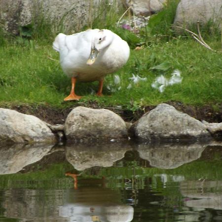 Cosy Ground Floor Disabled Friendly Room In Farm House Llandderfel Eksteriør billede