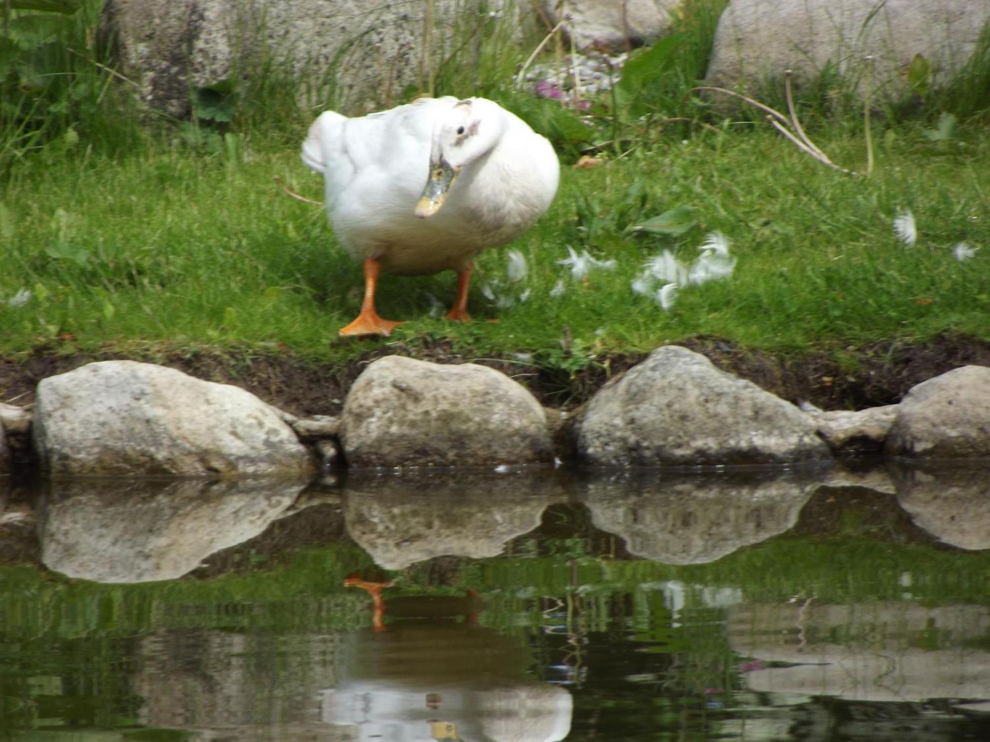 Cosy Ground Floor Disabled Friendly Room In Farm House Llandderfel Eksteriør billede
