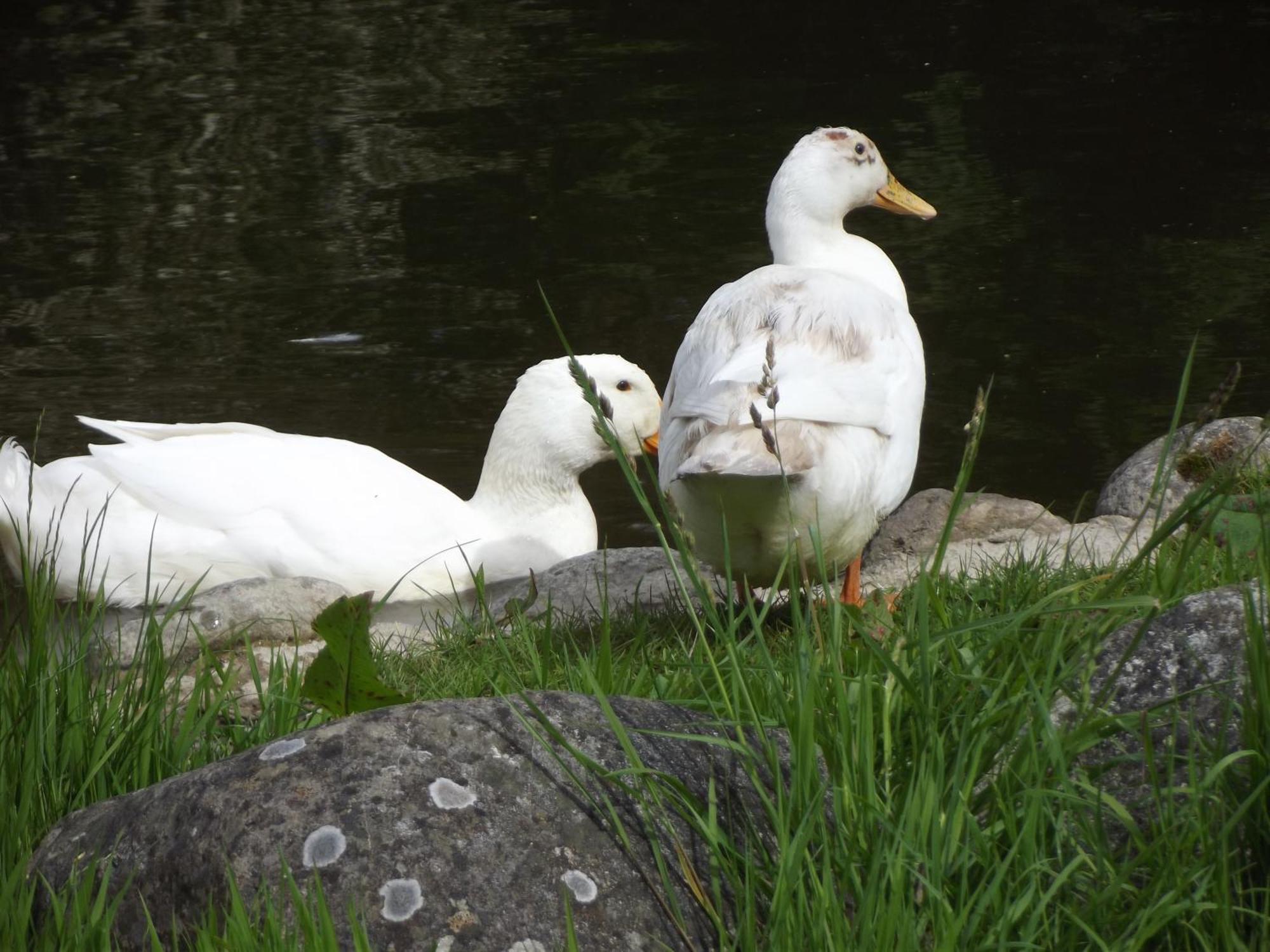 Cosy Ground Floor Disabled Friendly Room In Farm House Llandderfel Eksteriør billede